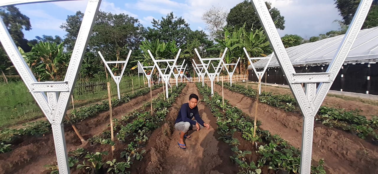 Petani Milenial Probolinggo Sukses Kembangkan Pertanian Organik Dataran Tinggi