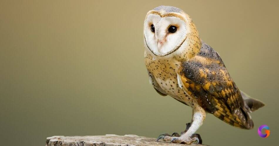 Tyto Alba, Sang Predator Pengendali Hama Tikus Sawah