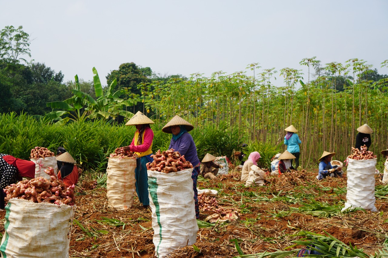 Kementan Rayakan Merdeka Panen dan Tanam Bersama Petani Lewat Bimtek On The Spot