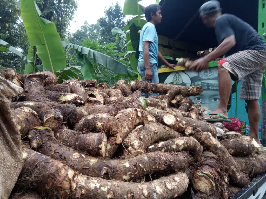 Talas Beneng, Peluang Menembus Pasar Internasional