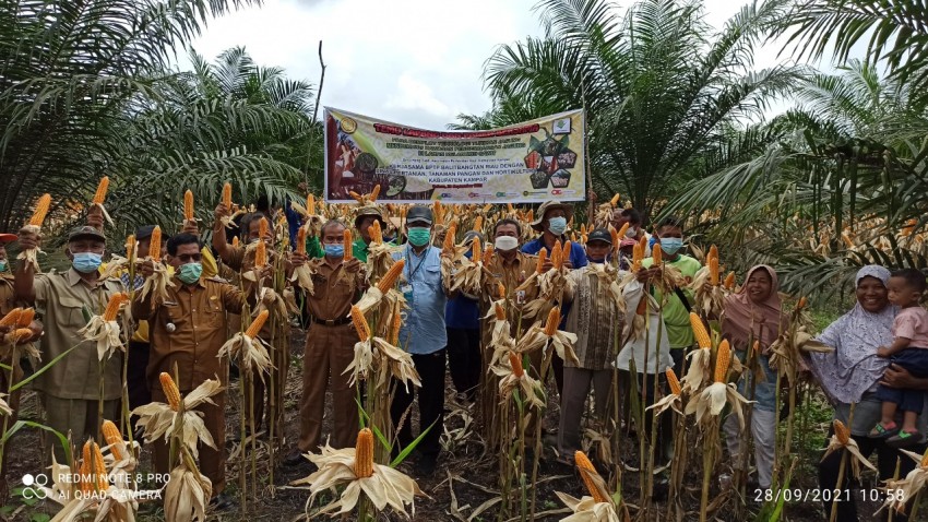 BPTP Riau Panen Jagung di Lahan Sawit Belum Menghasilkan