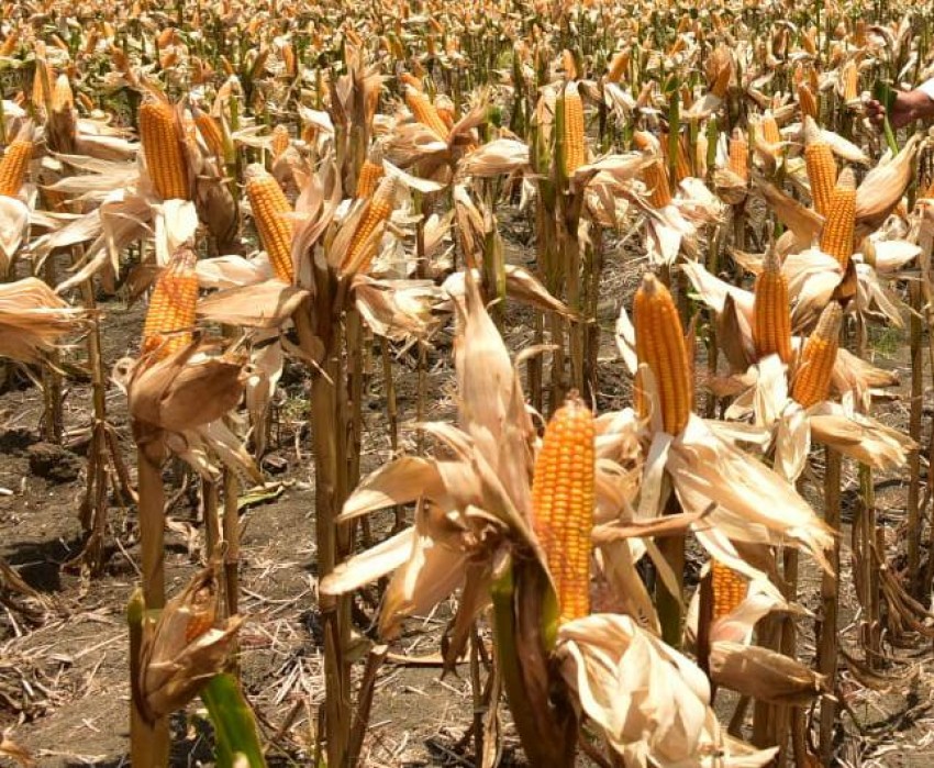 Ketidakjelasan Bulog Serap Jagung 30.000 Ton, Petani Grobogan Akhirnya Jual ke Pabrik Pakan