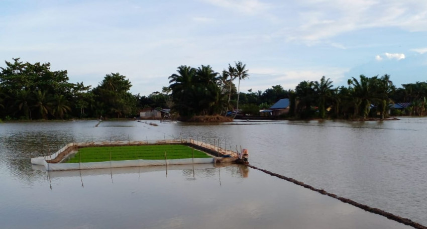 Kementan Siapkan Bantuan Benih Untuk Petani Sergai Yang Terdampak La Nina