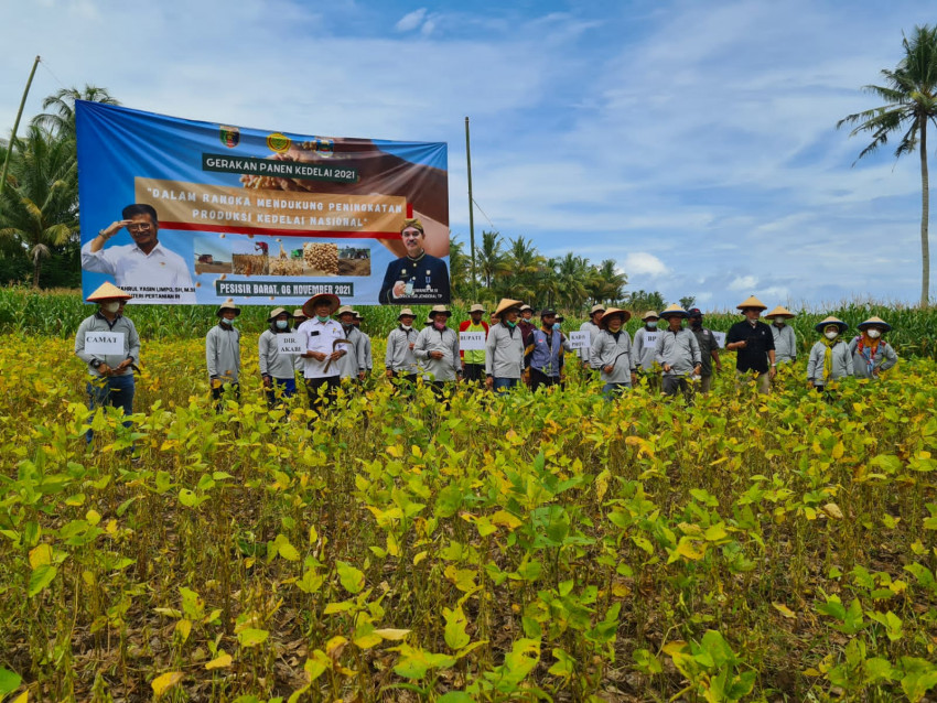 Kementan Bersama Bupati Pesisir Barat Panen Perdana Kedelai