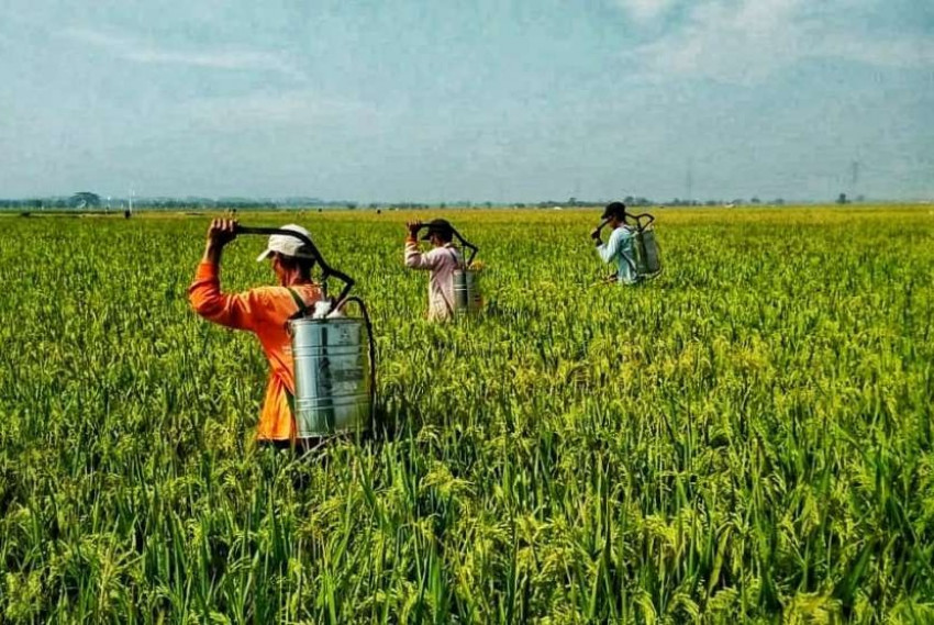 Stok Beras Aman Menghadapi Natal dan Tahun Baru 2022