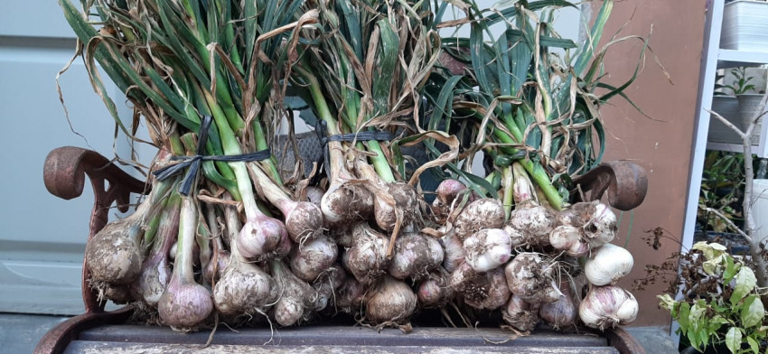 Kementan Dorong Bawang Putih Lokal Masuk Pasar Konsumsi