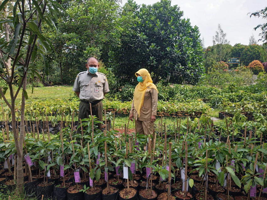 Alpukat Varietas Cipedak dikembangkan pada Kampung Hortikultura di Cianjur