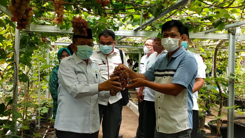 Keren, Petani Milenial Sumsel Sulap Lahan Pekarangan Jadi Kebun Anggur