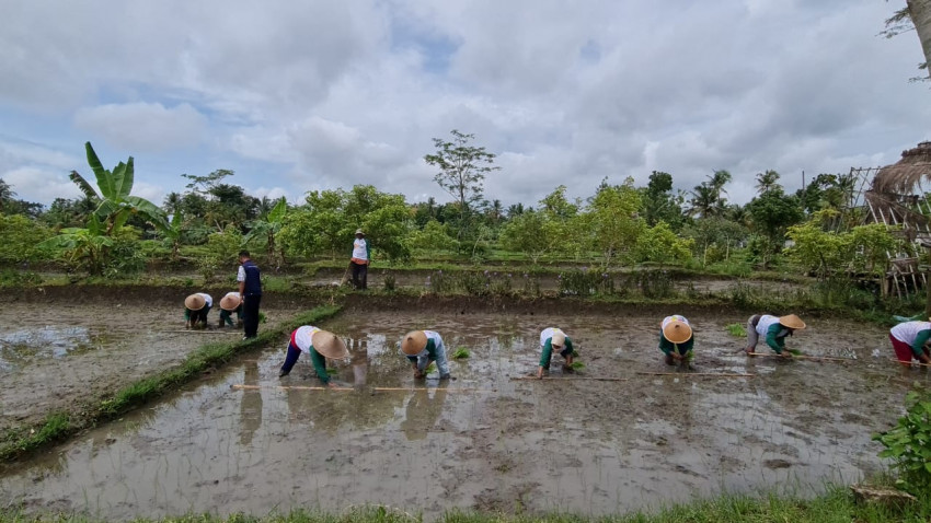 Kementan Dukung Inovasi Baru Petani Gunung Kidul, Tanam Demplot Perbenihan Padi Hibrida HIPA 21