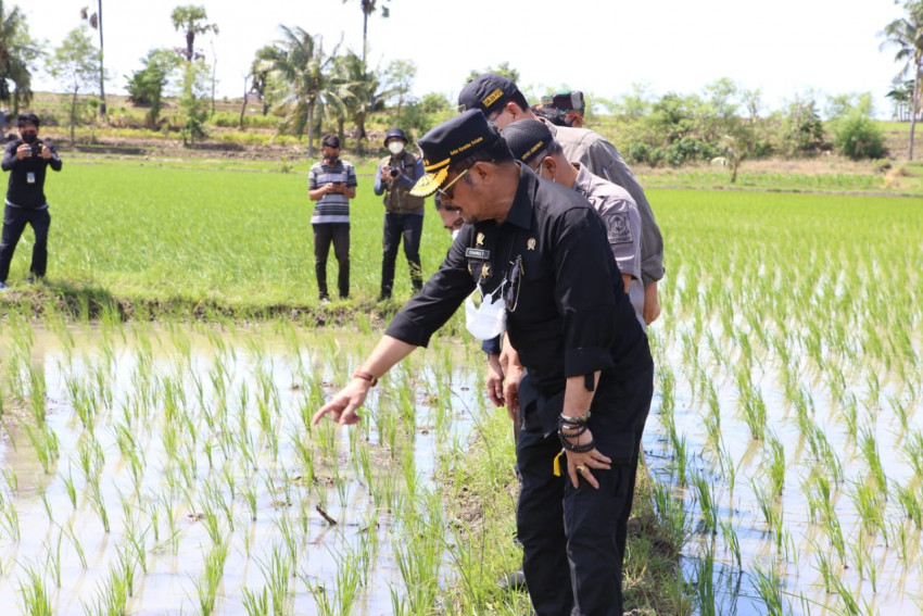 Mentan SYL Pastikan Pertanaman Jagung di Jeneponto Kondisi Bagus