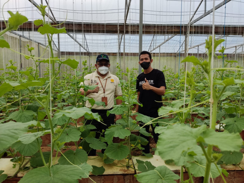 Terapkan Smart Green House, Produktivitas Meningkat Cuan Melimpah