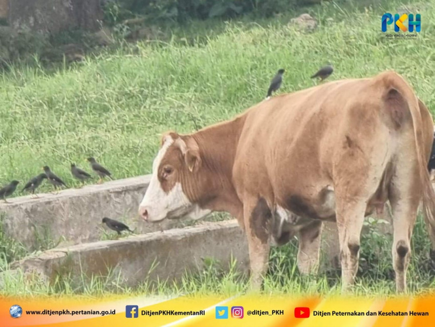 Mengintip Cara “Unik" UPT Kementan Berantas Parasit di Tubuh Sapi