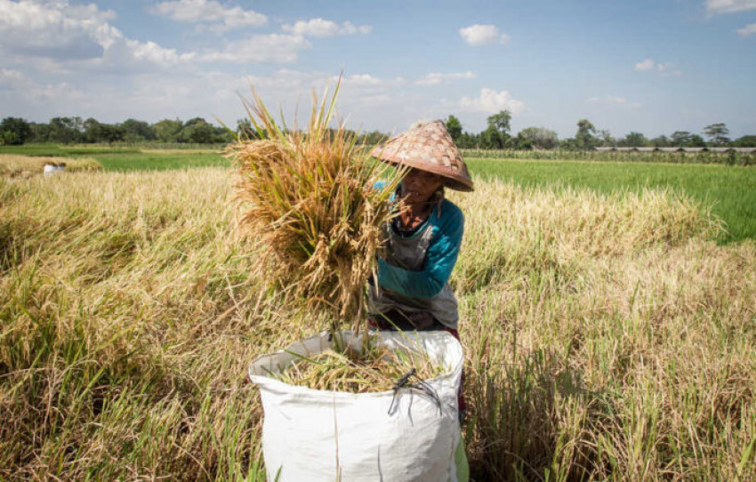 Kementan Tingkatkan Produksi Padi di Banten 2022, Ini Strateginya