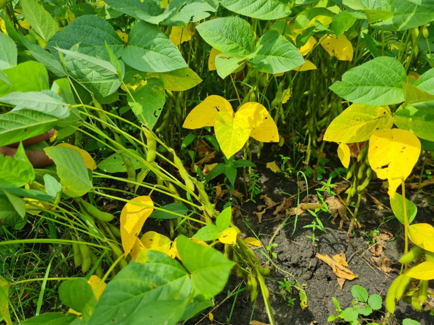 Upaya Kementan Dorong Petani Tanam Kedelai