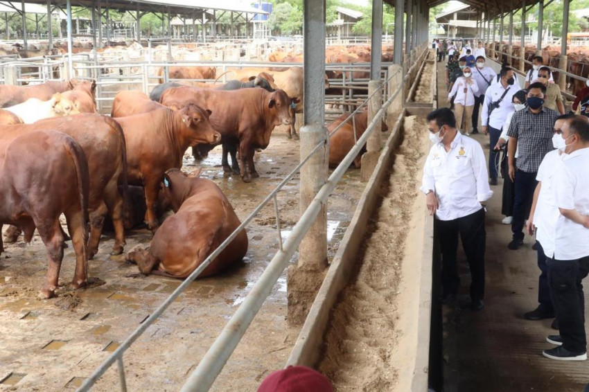 Kunjungi Peternakan Sapi di Tangerang, Mentan SYL Pastikan Stock Sapi Siap Potong Aman Hingga Lebaran