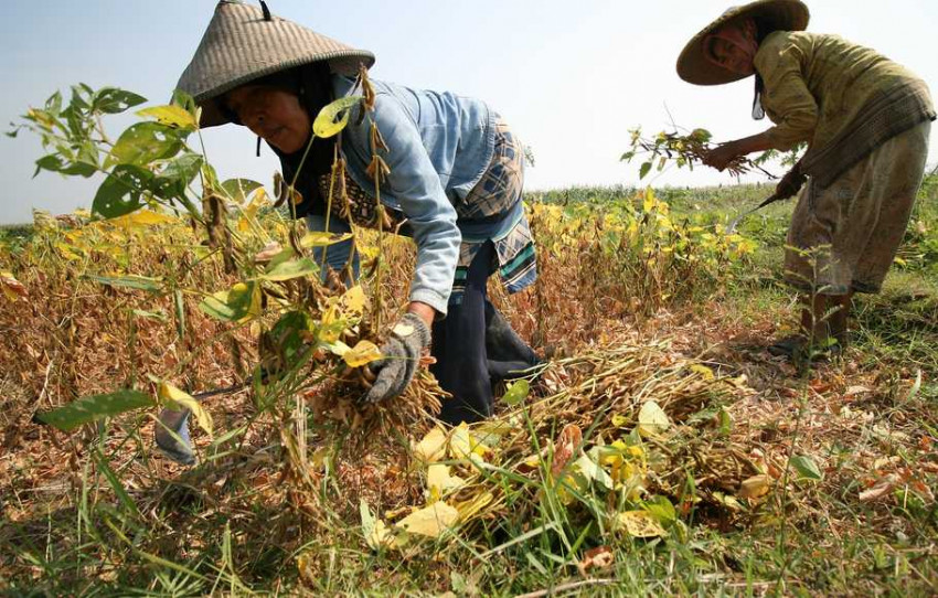 Gakoptindo : Impor dan Tata Niaga Kedelai Harus Diatur Pemerintah, Jangan Diserahkan Mekanisme Pasar