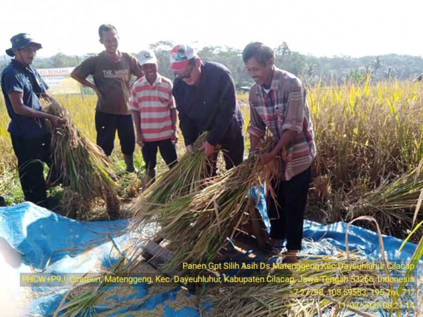 Cilacap Panen Raya Padi menjelang Ramadhan, Pastikan Stok Aman