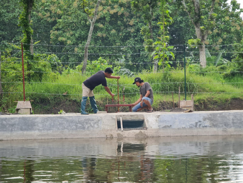 Gagal Panen Akibat Hama Tikus, Kementan Ingatkan Petani Madiun Pentingnya AUTP