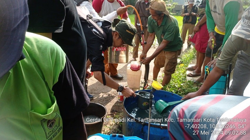 Waspada Wereng, Kementan Intensifkan Pengendalian di Kota Tasikmalaya
