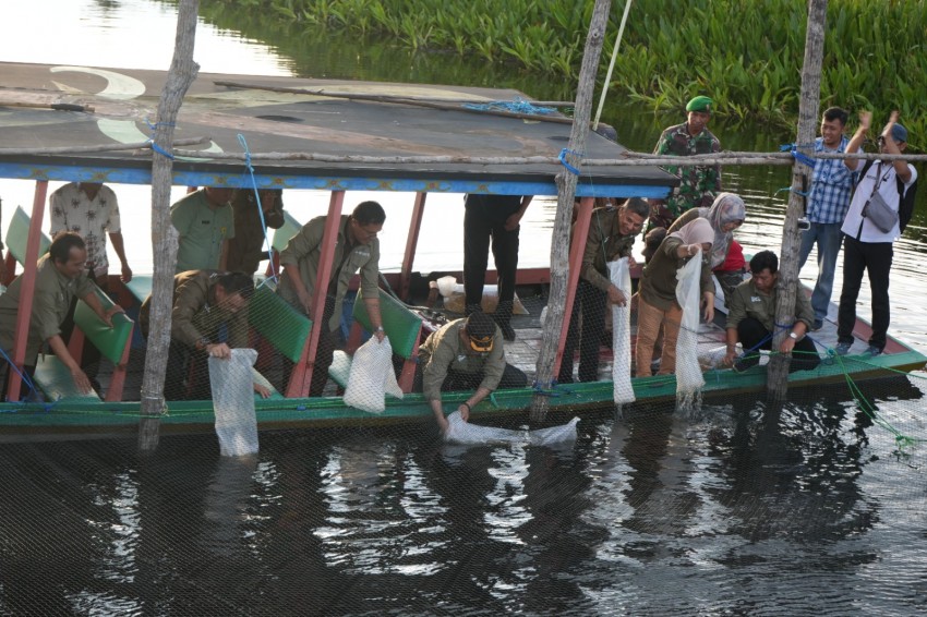 FAO dan KKP Memulihkan Populasi Arowana yang Terancam Punah di Danau Haleung dan Melawen, Kalimantan Tengah.