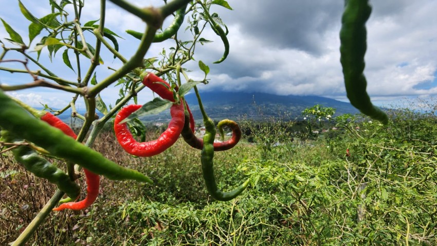 Revolusi Pertanian: Kementan Luncurkan Kampung Perlindungan Hortikultura untuk Produksi Cabai dan Bawang Merah Tanpa Pestisida!