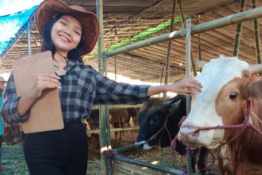 Bagaimana memilih Ternak Qurban: Ternak Lokal atau Persilangan,?