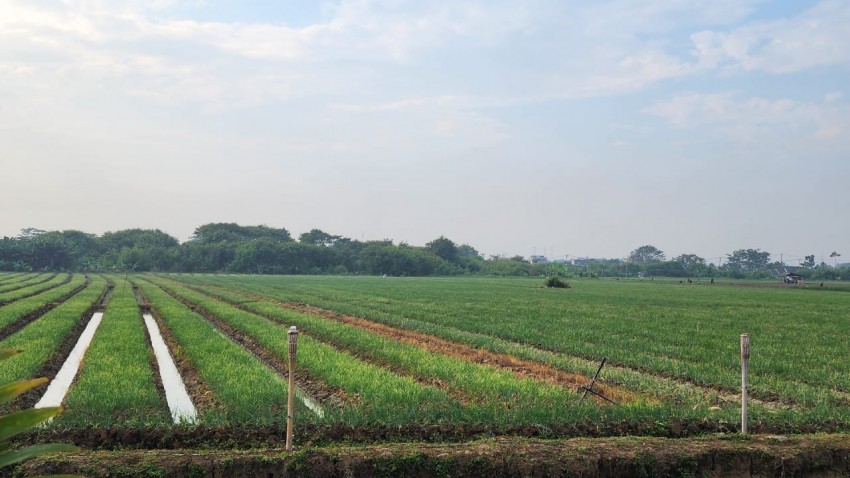 Upaya Meningkatkan Produksi Hortikultura, Kementan Mengadakan Musyawarah Perencanaan Pembangunan Pertanian Nasional di Bogor