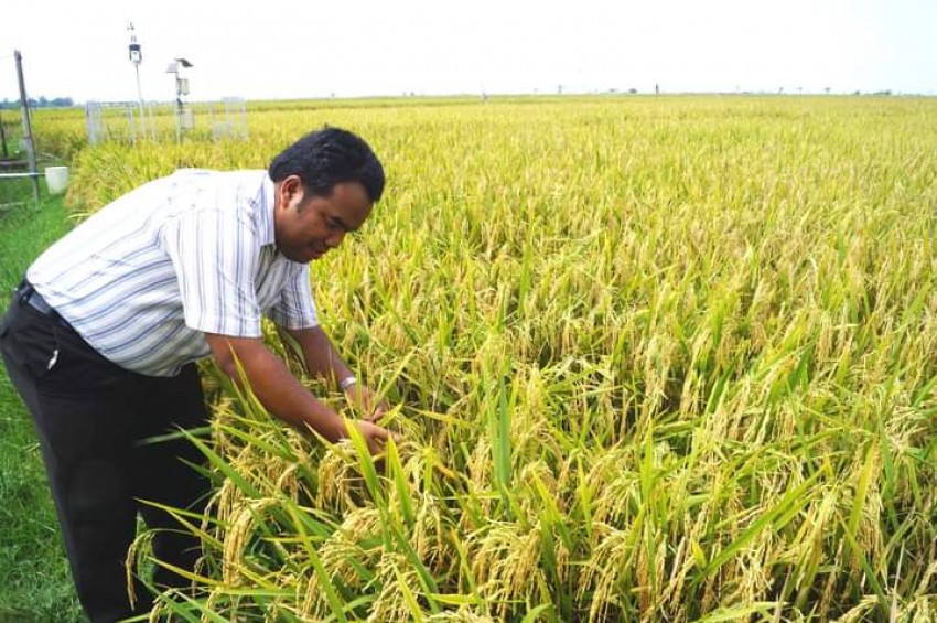 Peningkatan Produksi Pangan di Banten