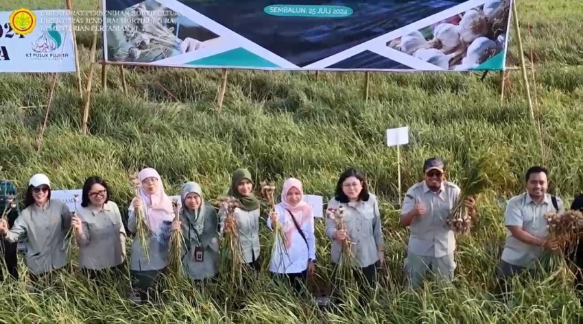 Panen Raya Benih, Langkah Konkrit Menuju Swasembada Bawang Putih Nasional