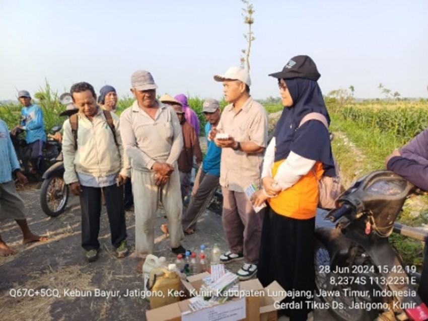 Tak Patah Semangat, Petani Lumajang Terus Berupaya Kendalikan Hama Tikus