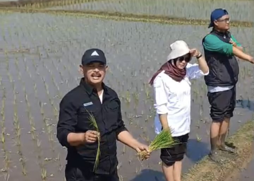 Kementan Gercep Tanam Padi di Cianjur