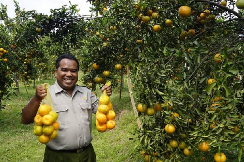 Urban Farming Solusi Ketahanan Pangan di Kota Solo