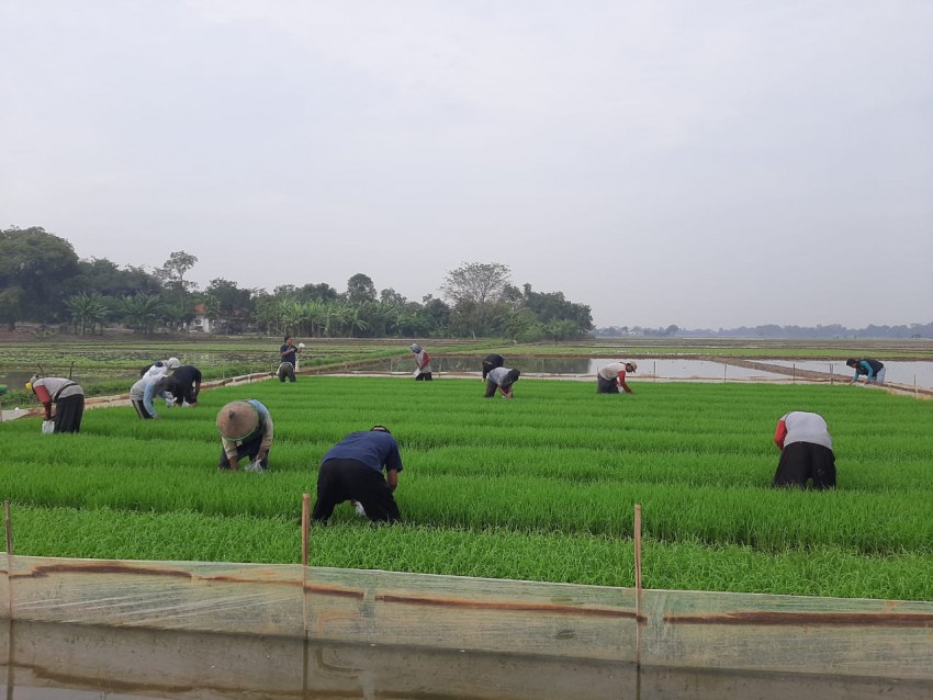 Petani Jember Rasakan Manfaat Pompanisasi Sebagai Solusi Pasti Atasi Kekeringan