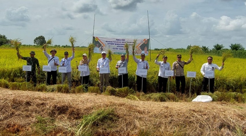 Buktikan Program PAT Sukes, Kementan dan Pemerintah Kabupaten Batola Lakukan Panen Bersama