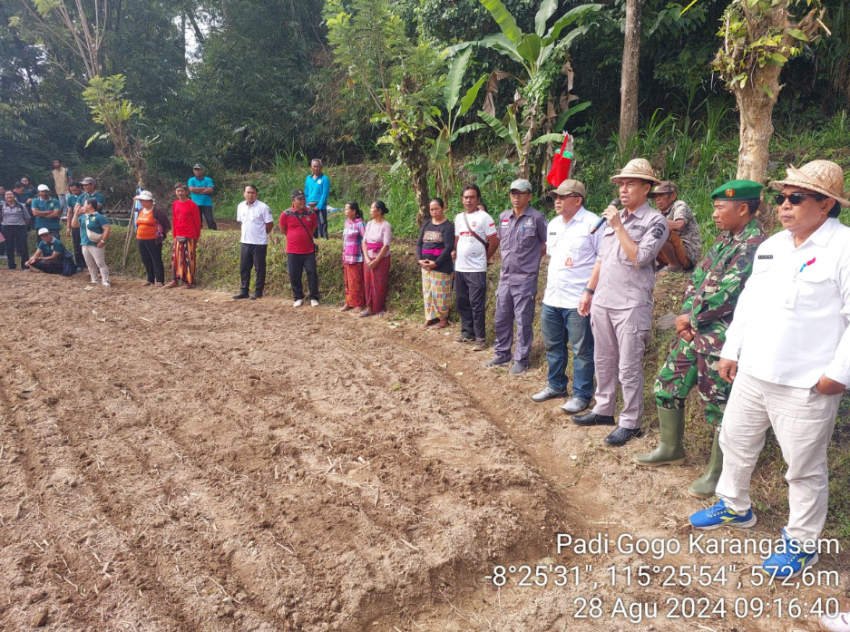 Genjot Produksi Padi Nasional, Kementan Gencarkan Penambahan Areal Tanam Padi Gogo di Bali