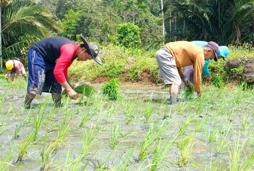 Geliat Perluasan Areal Tanam Kementan di Sulbar