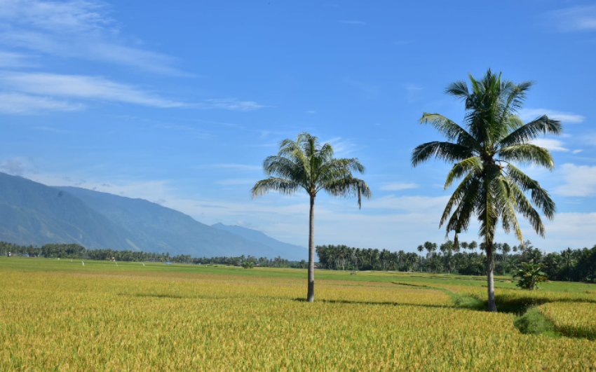 Anomali Deflasi Beras di Tengah El Nino dan Kekeringan: Produksi November 2024 Lampaui Ekspektasi