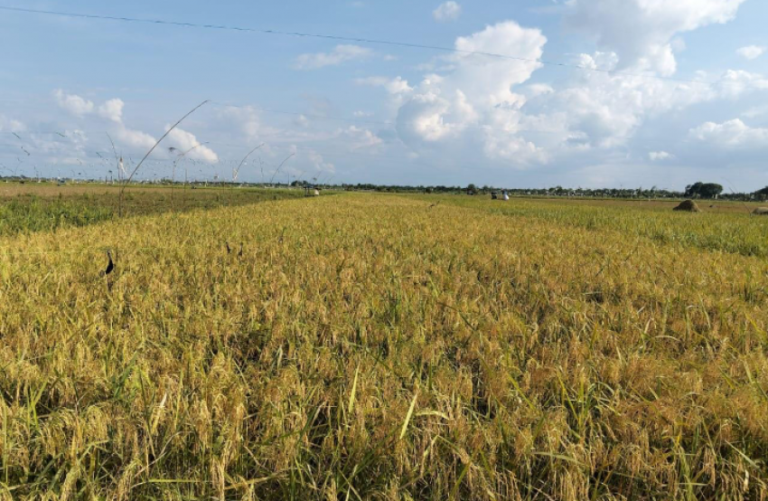 Krisis Harga Gabah: Petani di 16 Provinsi Tertekan Akibat Harga Rendah